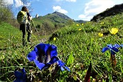 25 Uscendo dal bosco genziana di Clusius (Gentiana Clusii) con vista in Sodadura
